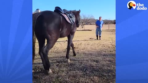 Horse Saves His Mom's Life By Running To Get Dad| The Dodo Faith = Restored