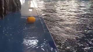 How this beluga whale cleverly retrieves his ball.