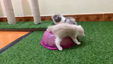 Meow Kittens: Long-haired short-legged kittens have super cute 3-color fur.