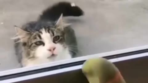 Bothers the cat