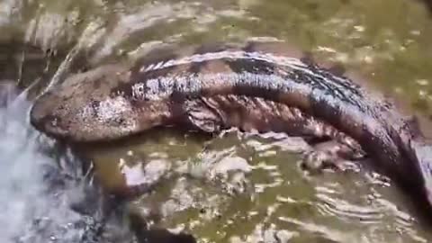 Giant Salamander