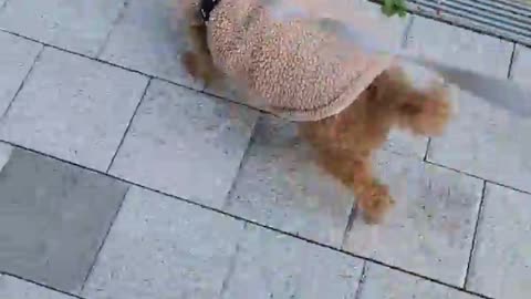 A puppy preparing for the winter