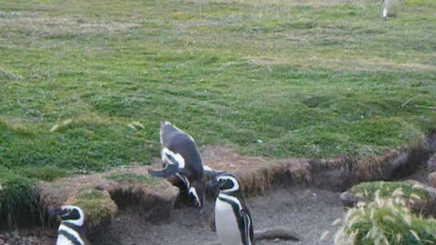 Penguins Falling Down