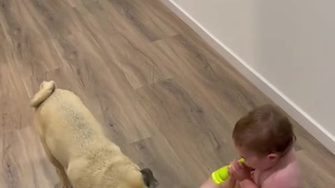 Dog and baby playing