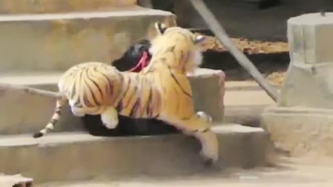 Prank complication on dogs with lion, tiger dolls. #petslife, #dogslovers.