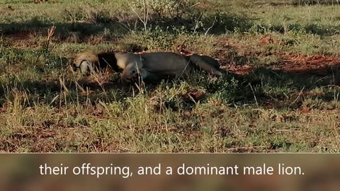 Lions, known as the "king of the jungle,