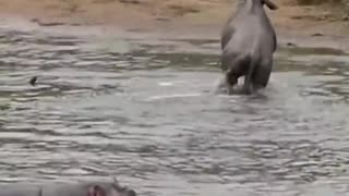 SAVED BY HIPPOS 😱😱😱😱😱