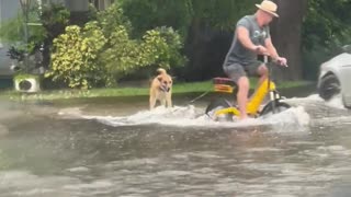 Boogie Boarding Dog Pulled Through Flood