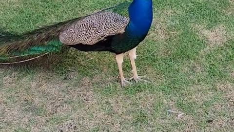 Funny Peacock - Nice Voice #puntacana #trending #shorts #viral #funny #youtubeshorts #subscribe