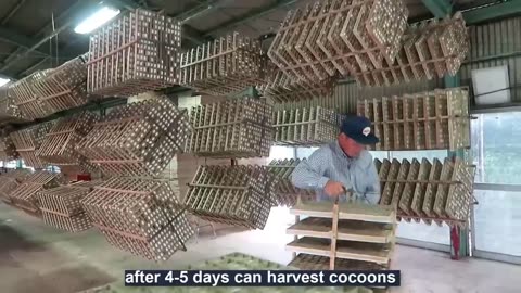 Japanese Silkworm Farming