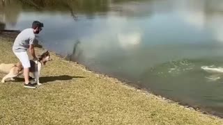 capybara tries to attack a dog