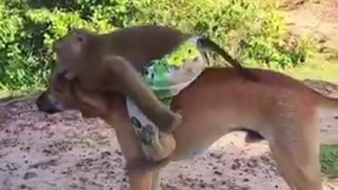 Funny monkey and his friend dog playing | Funny video 😛