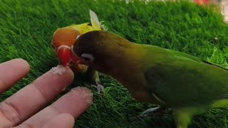 Hand Feeding Lovebird, lovebird smartbirds