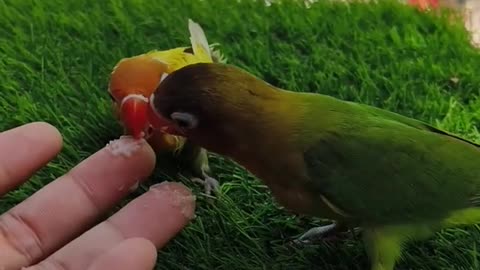 Hand Feeding Lovebird, lovebird smartbirds
