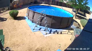 Dog Leaps off Trampoline and Jumps into Swimming Pool