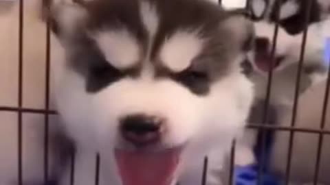 Cute Puppy Smiling and Doing Tricks!