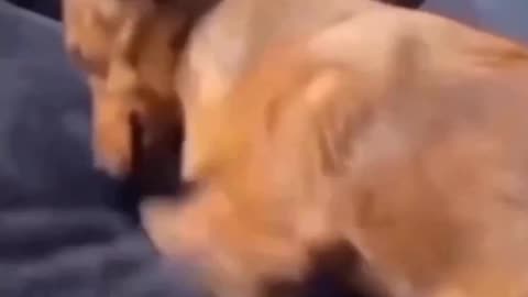Funny Dog Video - Pet Lovers - Dog of Instagram - Dog was Digging and Passed Out 😂🤣