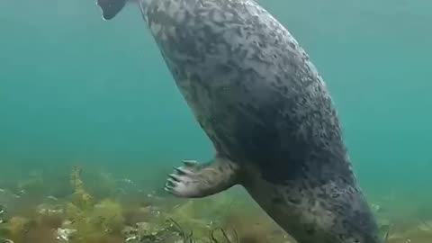 Rehabilitated seals released in their habitat waters