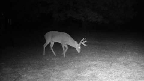 Texas Night Hogs & Deer Weekly, 11/11/23