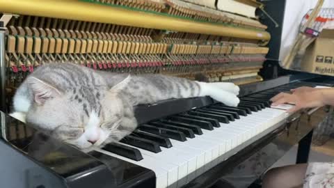 Relaxing meowsic