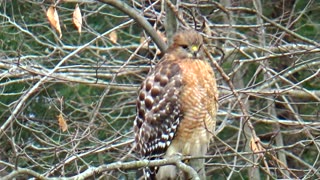 Red-shouldered hawk