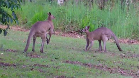 Kickboxing Kangaroos