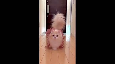 Cut pets videos