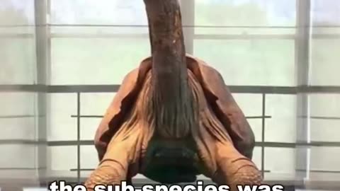 Meet Lonesome George. The loneliest animal in the world