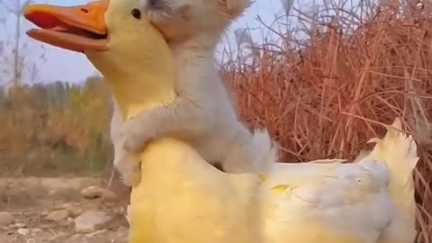 puppy and duck friendship