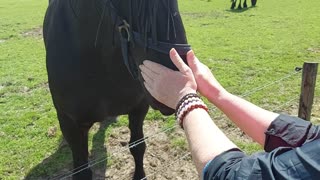 Horse healing