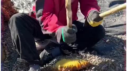 Sunflower harvest