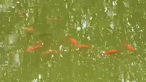 Goldfish are playing