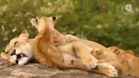 BEAUTIFUL Lion videosCute lion babay