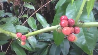 Uma formiga admira os frutos vermelhos da árvore cambuíva no parque [Nature & Animals]