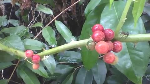 Uma formiga admira os frutos vermelhos da árvore cambuíva no parque [Nature & Animals]