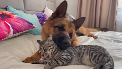 What does a German Shepherd do when a Cat ignores him