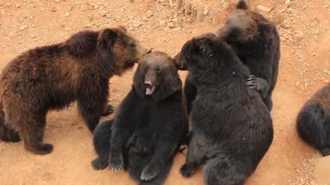 A bear with bald ears