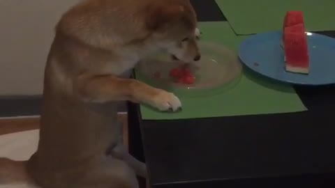 Dog with polite table manners sits like a human