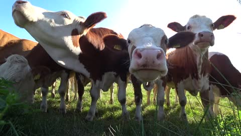 Cows Landscape Pasture Agriculture Rural Meadow