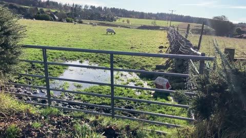 Kingswells countryside floods in field sheep grazing Nov 2023