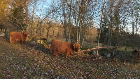 Scottish Highland Cattle In Finland Autumn colors and cows 15th of October 2019