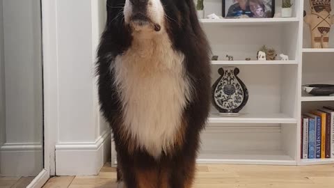 Huge Bernese Mountain Dog demands attention