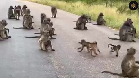 Watch as very entertaining wildlife roadblock with baboons blocking the road in the national parks