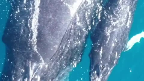 Blue Whale Facts || Blue Whale