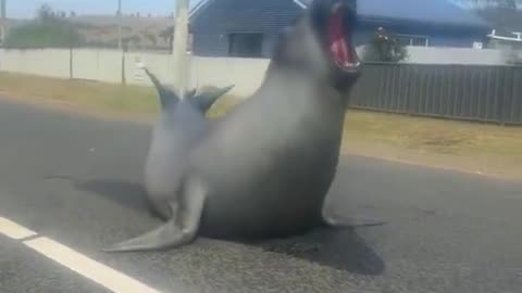 Elephant Seal Is Part Of The Village