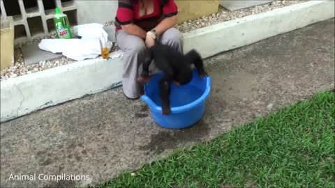 This young chimpanzee is really adorable