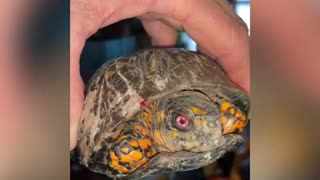 Box turtle shell repair.