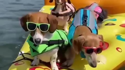 🏄‍♂️ Surfing Dogs