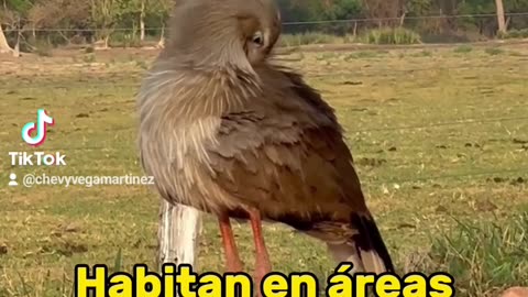 Los cariámidos (Cariamidae) son una familia de aves neognatas conocidas como chuñas o seriemas.