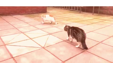 Cats fight video 2023